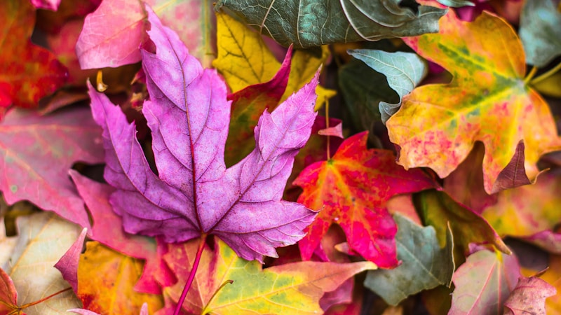 autumnとfallの違いは？英米差と使い分けがすぐわかる