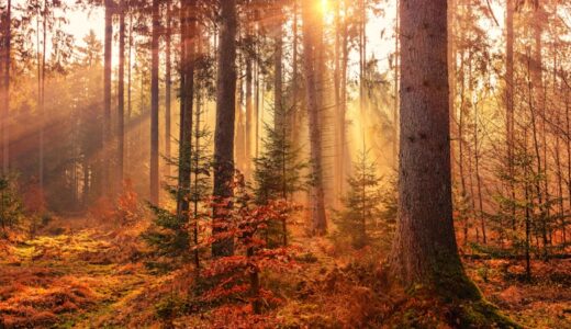 autumnとfallの違いは？英米差と使い分けがすぐわかる